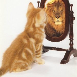 Chat qui s'imagine lion devant un miroir