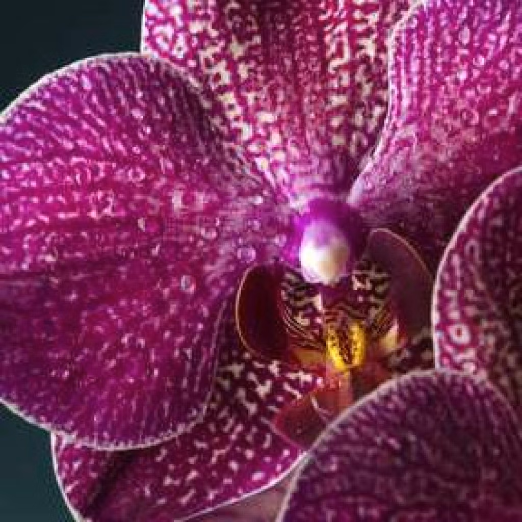 Orchidée aux couleurs de radiant orchid