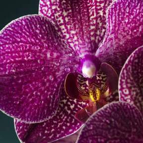 Orchidée aux couleurs de radiant orchid
