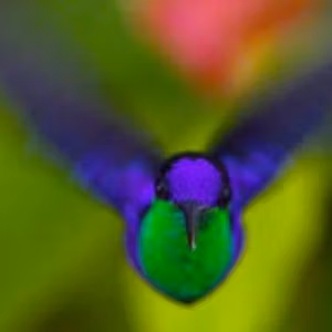 colibri - mode ethique