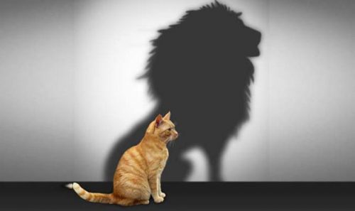 Image de soi - le chat et sa projection en lion